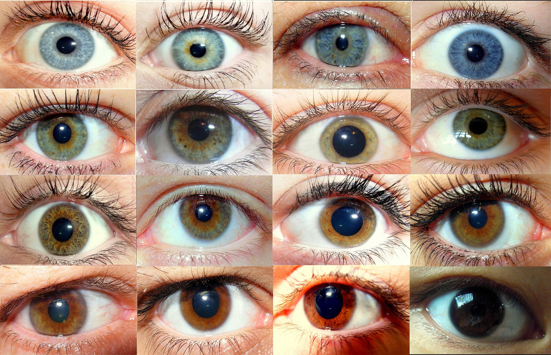 The irises of human eyes exhibit a wide spectrum of colours