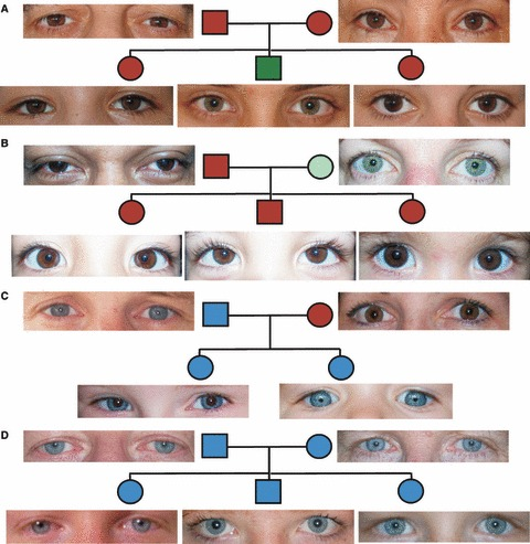 Inheritance of eye colour in a Mendelian fashion. The examples shown are consistent with inheritance of eye colour as a dominant Brown recessive Blue Mendelian fashion. (A) Brown × Brown giving Brown and Green. (B) Brown × Green giving Brown. (C) Blue × Brown giving Blue. (D) Blue × Blue giving Blue.